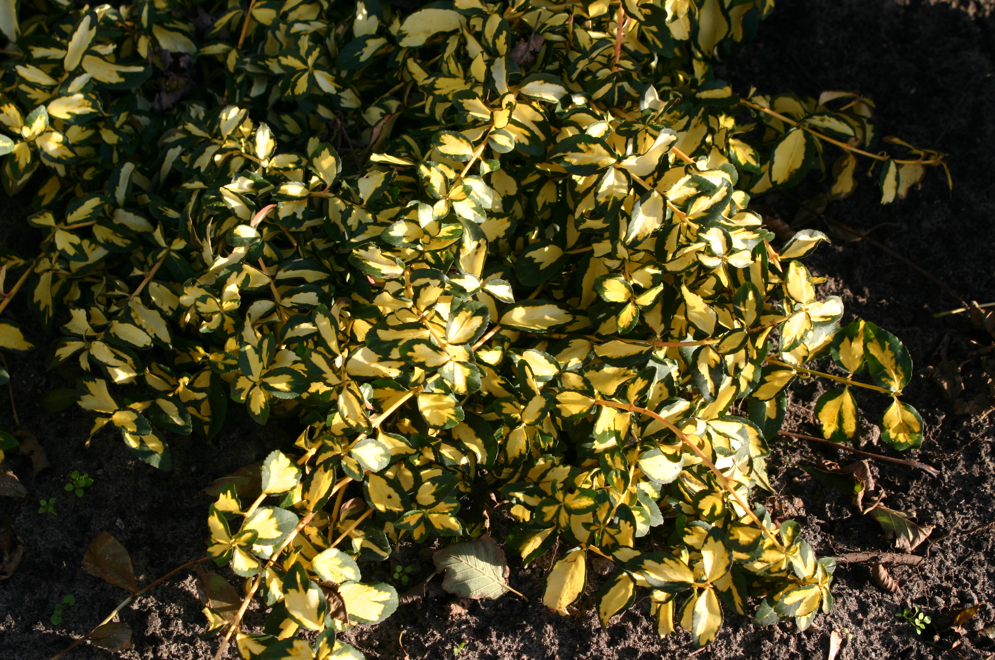 Euonymus fortunei 'Mickaela'